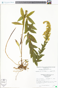 Solidago fistulosa image