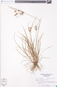 Cyperus retrorsus image