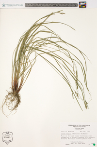 Carex swanii image