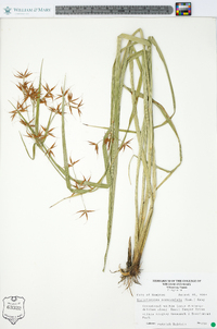 Rhynchospora corniculata image