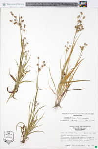 Luzula bulbosa image