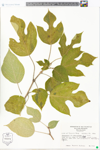 Broussonetia papyrifera image