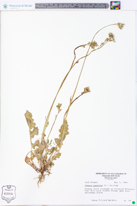 Youngia japonica image