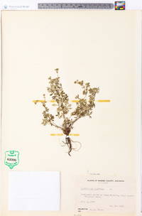 Potentilla argentea image