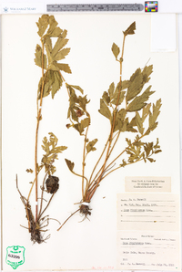 Geum virginianum image