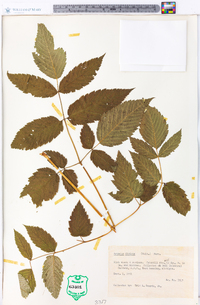 Aruncus dioicus image