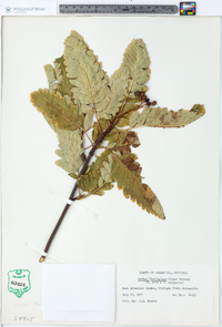 Sorbus x thuringiaca image