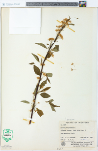 Prunus pensylvanica image