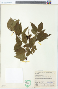 Prunus pensylvanica image