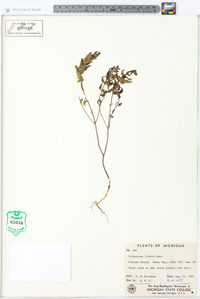 Melampyrum lineare image