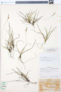 Carex richardsonii image