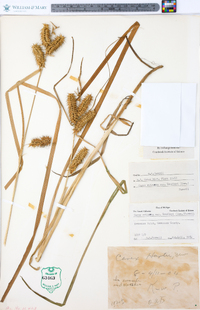 Carex retrorsa var. hartii image