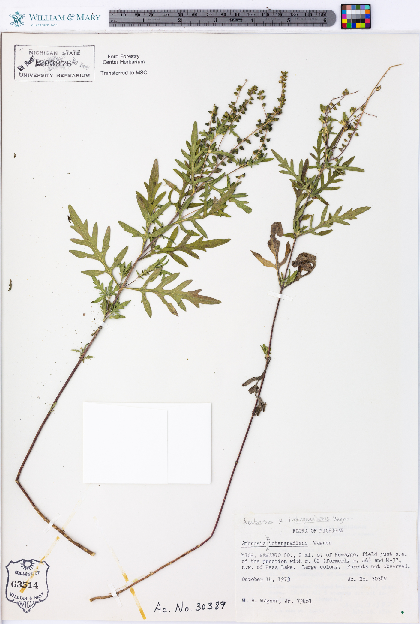 Ambrosia × intergradiens image