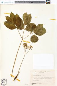 Aralia nudicaulis image