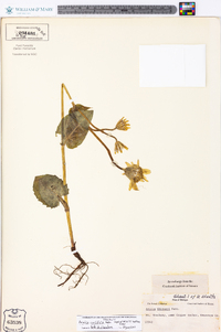 Arnica cordifolia image