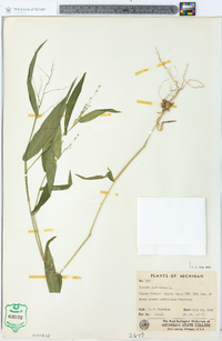 Panicum latifolium image