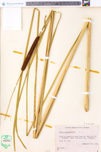 Typha angustifolia image