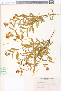 Hypericum galioides image