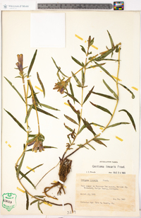 Gentiana linearis image