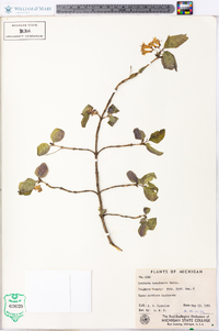 Lonicera canadensis image