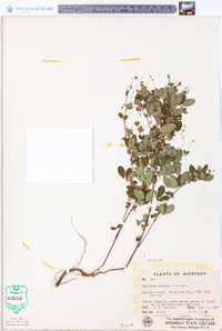 Lespedeza violacea image