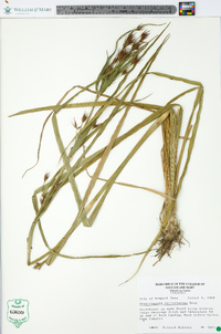 Rhynchospora macrostachya image