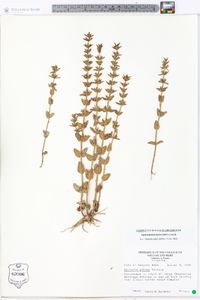 Sophronanthe pilosa image