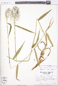 Dichanthelium dichotomum var. ramulosum image