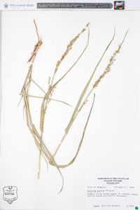 Panicum amarum image