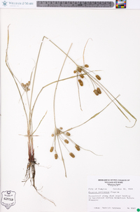 Cyperus retrorsus image