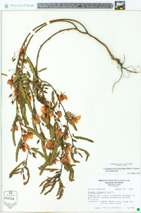 Chamaecrista fasciculata var. fasciculata image