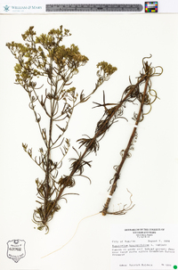 Eupatorium hyssopifolium image