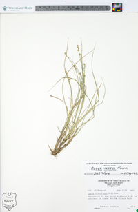 Carex seorsa image