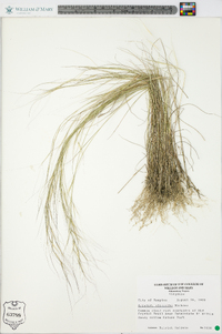 Aristida oligantha image