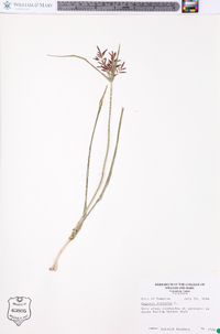 Cyperus rotundus image