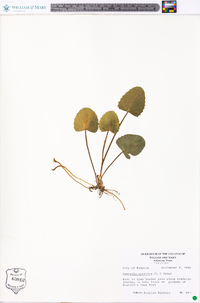 Centella asiatica image