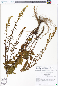 Solidago puberula image