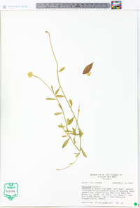 Polygala lutea image