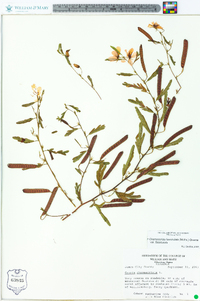 Chamaecrista fasciculata var. fasciculata image