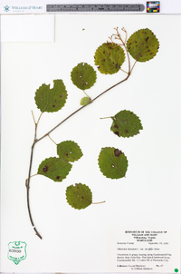 Viburnum dentatum var. lucidum image