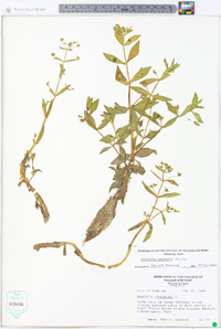 Gratiola neglecta image