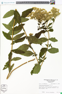 Eupatorium pilosum image