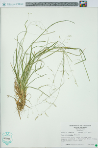 Poa autumnalis image