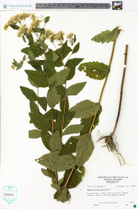 Eupatorium pilosum image