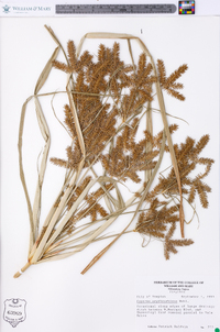 Cyperus erythrorhizos image