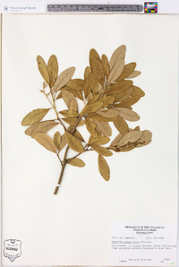 Quercus virginiana image