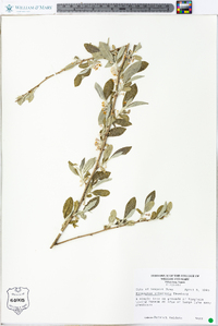 Elaeagnus umbellata image