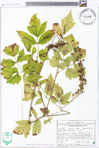 Actaea racemosa image