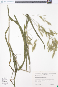 Bromus latiglumis image