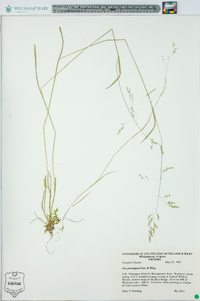 Poa paludigena image